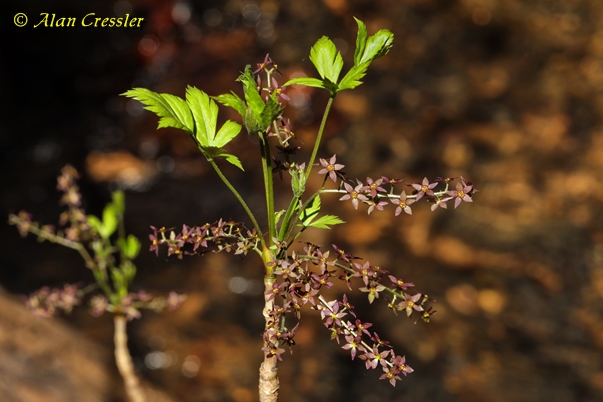 {Xanthorhiza simplicissima}